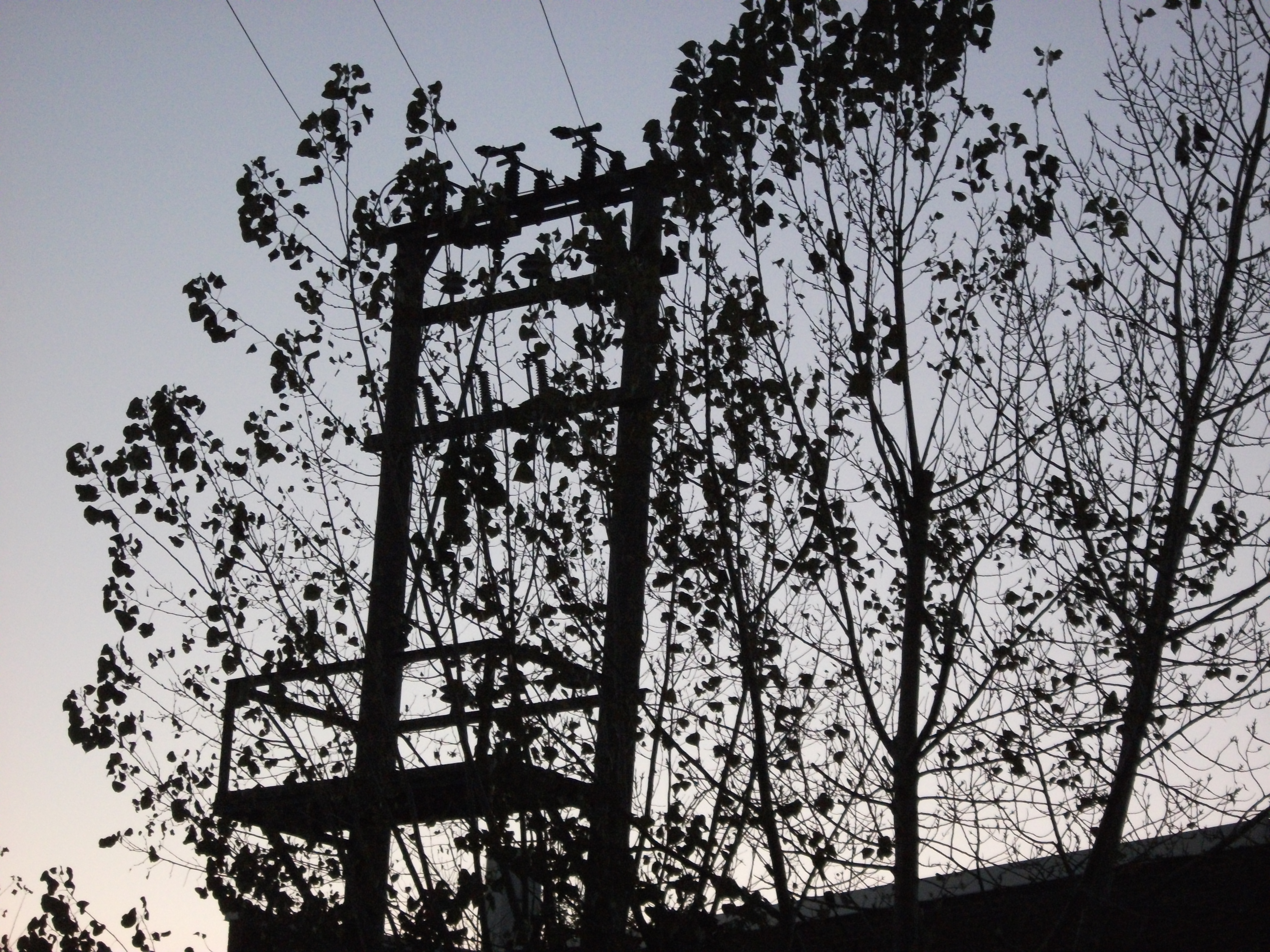 (digital) Similar environment, but with an electrical pole and leaves as subject