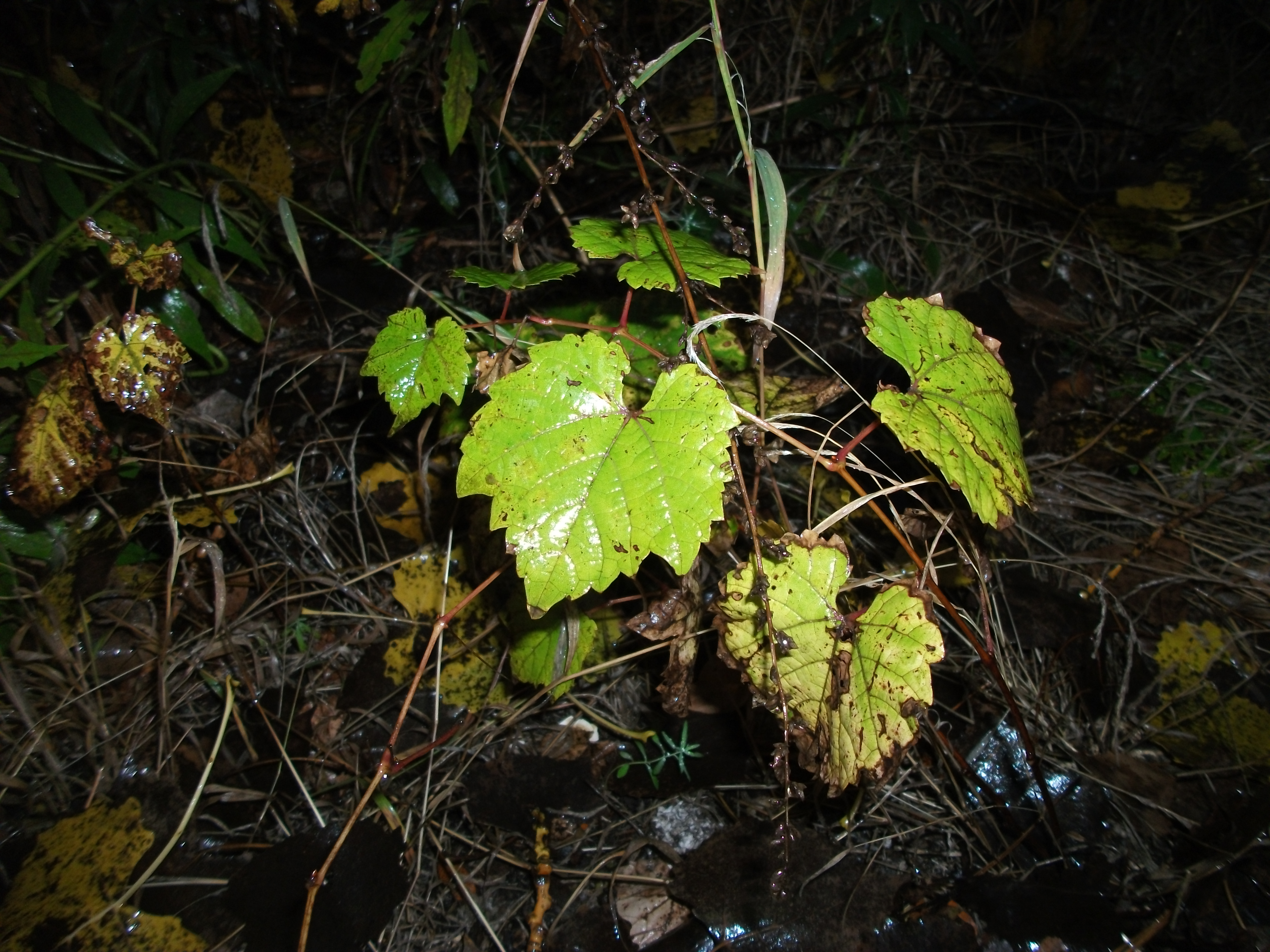 (digital) A small plant in foreground, after the rain, taken with flash