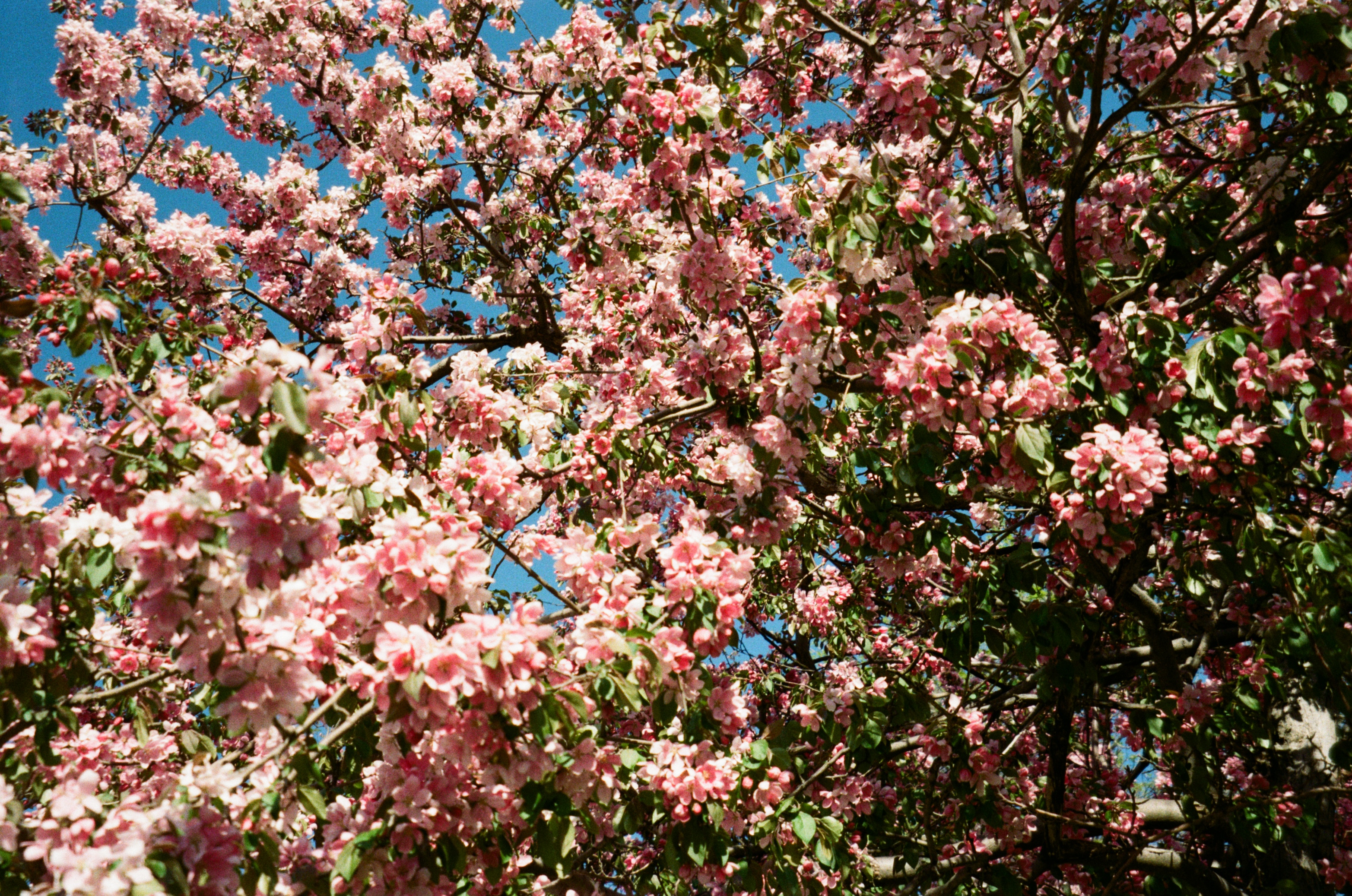 (film) A blossoming tree in the daylight